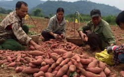 “Đào” được 40 tỷ mỗi năm từ cây khoai lang ngon nhất xứ Lạng
