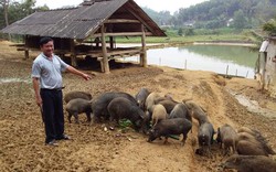 Làm ăn lạ: Cho lợn rừng ăn lá keo, nhanh lớn lại có tiền tỉ