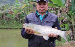 Đào ao thả cá, lão nông người Thái thu lãi 50 triệu đồng mỗi năm