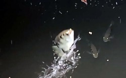 Clip LẠ: Đàn cá bắn nước săn mồi trên sông Hậu