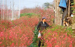 Nắng đột ngột, đào nở bung: Chủ vườn hoa Nhật Tân than "móm nặng"