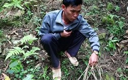 Phong Thổ: Sa nhân hỗ trợ người dân trồng lại chết hàng loạt