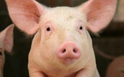 5 lý do nên nuôi lợn làm thú cưng trong nhà
