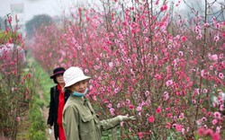 Thời tiết dịp Tết Nguyên đán: Cận Tết miền Bắc nắng ấm, mùng 1 có không khí lạnh yếu