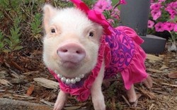 CHÙM ẢNH: Những chú lợn "chất như nước cất” nhất thế giới