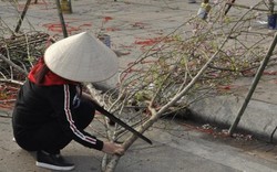 29 Tết ở Hạ Long: Quyết không bán rẻ, đang tâm chặt đào, phá quất