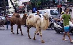 Tiết lộ vai trò đặc biệt của 2 con lạc đà từng “đi lạc” trên phố Hà Nội