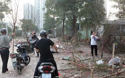 Người dân đi "mót" đào rừng tại Hà Nội ngày cuối năm