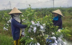 Quảng Nam: Mô hình mới 2019-đem vườn xuống ruộng, từ lỗ thành lời