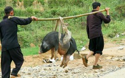 Tết Kỷ Hợi đi săn "Tù bua" ngon miễn chê nơi miền cao núi nhọn