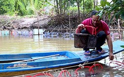 Cà Mau: Ở huyện này, dân nuôi cả loài tôm hung dữ, bán 1 triệu/ký