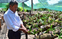 Tây Ninh: Đua nhau trồng lan rừng Ngọc Điểm, dân ở đây giàu