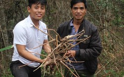 Săn "lộc" đầu năm: Xuyên rừng Kon Pne đào củ khoẻ, uống ai cũng mê