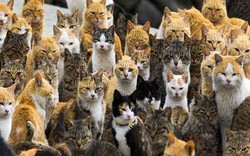 Hòn đảo nơi mèo thống trị, số lượng "boss" nhiều gấp 6 lần con người