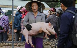 Nghề "độc, lạ" ở chợ heo lớn và lâu đời nhất miền Trung: Bồng heo
