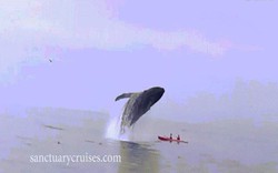 Video: Cá voi khổng lồ nặng 30 tấn từ trên cao lao xuống du khách