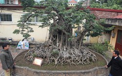 Hai cây sanh “khủng” của doanh nhân bí ẩn ở Hà Nội
