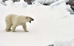 Quần đảo Nga công bố tình trạng khẩn cấp vì gấu Bắc Cực “tấn công”