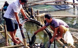 Dân ở đây ăn Tết to nhờ nuôi cá mú, cá vẩu, bán 300 ngàn/ký