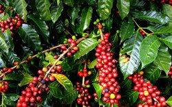 Giá nông sản đầu năm Kỷ Hợi: Cà phê giảm 100 đồng, giá tiêu èo uột