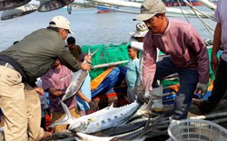 Clip mẻ cá bè vàng hơn 7 tỷ đồng của ngư dân Quảng Trị