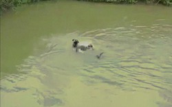 Trận kịch chiến dưới hồ nước giữa trăn gấm và cặp chó nhà