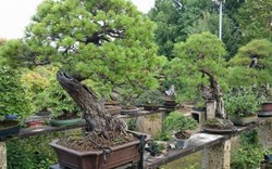 Nhật Bản: Bị trộm cây quý 400 năm tuổi và phản ứng bất ngờ của người chủ
