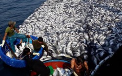 Ngư dân kể chuyện 32 giờ đánh mẻ cá "khủng" 120 tấn