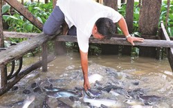 Chuyện lạ An Giang: Dụ cá sông vào chà nuôi như "thú cưng"