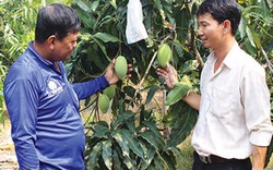 An Giang: Hội làm “bà đỡ”, nông dân yên tâm làm giàu