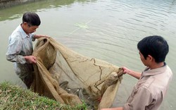 Được vay vốn Hội đầu tư nuôi cá, 14 hộ này vươn lên khấm khá