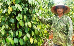 Bí quyết trồng tiêu có lời trong cơn bão giá của nông dân Thuận Hà