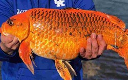 Mỹ: Câu được cá vàng khổng lồ hơn 9kg bằng loại mồi vô cùng đơn giản