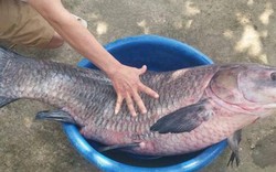 Thanh Hóa: Bắt được cá trăm đen “khủng” dài hơn 1m, nặng 33kg