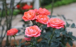 Chiêm ngưỡng vườn hồng lớn nhất Việt Nam làm vạn người mê