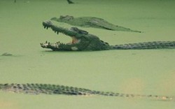 Malaysia: Kinh hoàng chứng kiến cảnh người thân chết thảm vì cá sấu