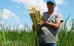 Cà Mau: Sau Tết, giá rau hoang dại này vẫn cao, kiếm nửa triệu/ngày