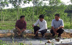 Quảng Bình: Kiểm tra, giám sát của Hội vì lợi ích của nông dân