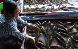 Cà Mau: Nuôi loài cá này, dân trúng lớn, bán giá 540.000 đồng 1 ký