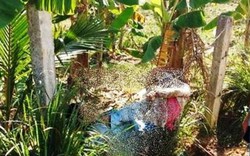 Vợ chồng nông dân chết thảm ở vườn chuối: Truy xét trách nhiệm!