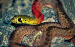 Vẻ đẹp mê mẩn của loài rắn "tử thần" cực độc bảy màu Việt Nam