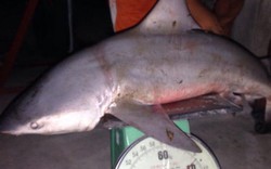 Ngư phủ kể chuyện "huyền bí" chạm trán với loài cá mập ở Vàm Nao