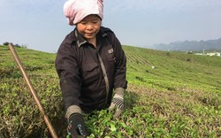 Mộc Châu: Nông dân kiếm bộn tiền từ trồng chè VietGAP