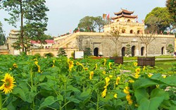 Ảnh: Vườn hoa hướng dương độc nhất vô nhị ở Hoàng thành Thăng Long