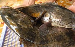 Kiên Giang: Có 263 hộ mà thu hơn 200 tỷ từ 952 tấn cá đặc sản