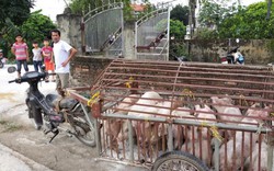 Cận cảnh: Căng mình phòng chống dịch tả lợn châu Phi ở Hưng Yên