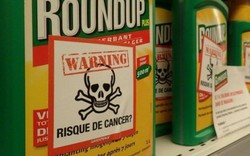 Monsanto lại bị kiện vì gây ô nhiễm PCB