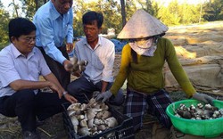 Đầu xuân năm mới, nông dân Quảng Ngãi sôi nổi làm ăn