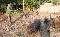 LẠ MÀ HAY: Cho lợn rừng ăn cành thanh long, vườn sạch, thêm tiền