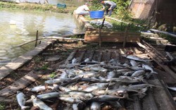 Hậu Giang: Đau xót ao 40 tấn cá tra nghi bị bỏ thuốc độc